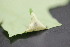  ( - FRM03205)  @11 [ ] CreativeCommons - Attribution Non-Commercial Share-Alike (2016) Greg Lamarre Institute of Entomology, Biology Centre CAS, Ceske Budejovice
