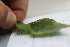  ( - FRM03410-B)  @11 [ ] CreativeCommons - Attribution Non-Commercial Share-Alike (2016) Greg Lamarre Institute of Entomology, Biology Centre CAS, Ceske Budejovice