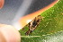  ( - FRM03539-C)  @11 [ ] CreativeCommons - Attribution Non-Commercial Share-Alike (2017) Greg Lamarre Institute of Entomology, Biology Centre CAS, Ceske Budejovice