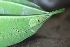  ( - CALM00116)  @11 [ ] by-nc-sa (2020) Greg Lamarre Institute of Entomology, Biology Centre CAS, Ceske Budejovice