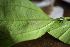  ( - CALM00275)  @11 [ ] by-nc-sa (2020) Greg Lamarre Institute of Entomology, Biology Centre CAS, Ceske Budejovice