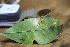  ( - CALM00516)  @11 [ ] by-nc-sa (2020) Greg Lamarre Institute of Entomology, Biology Centre CAS, Ceske Budejovice