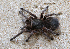  (Acanthoscurria suina - LMO017_2023)  @11 [ ] Unspecified (default): All Rights Reserved  Unspecified Unspecified