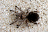  (Eupalaestrus - LMO002_2023)  @11 [ ] Unspecified (default): All Rights Reserved  Unspecified Unspecified