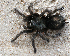  (Grammostola anthracina - LMO016_2023)  @11 [ ] Unspecified (default): All Rights Reserved  Unspecified Unspecified