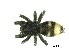  (Latonigena auricomis - MS522_2023)  @11 [ ] Unspecified (default): All Rights Reserved  Unspecified Unspecified