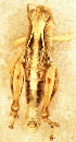  (Phaulacridium - NZ798_2023)  @11 [ ] Unspecified (default): All Rights Reserved  Unspecified Unspecified