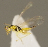  (Cirrospilus diallus - ZMUO.027112)  @13 [ ] CreativeCommons - Attribution Non-Commercial (2016) Marko Mutanen University of Oulu