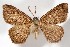  (Melanolophia canadaria - AMNH_IZC 00197345)  @11 [ ] Unspecified (default): All Rights Reserved  Unspecified Unspecified