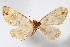  ( - AMNH_IZC 00197350)  @11 [ ] Unspecified (default): All Rights Reserved  Unspecified Unspecified