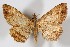  ( - AMNH_IZC 00197353)  @11 [ ] Unspecified (default): All Rights Reserved  Unspecified Unspecified