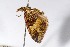  (Hydriomana cormasa - USNM ENT 01920708)  @11 [ ] Unspecified (default): All Rights Reserved  Unspecified Unspecified