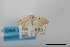  (Microstola sp - USNM ENT 00797578a)  @11 [ ] Unspecified (default): All Rights Reserved  Unspecified Unspecified
