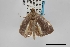  (Opisthoxia cabima - USNM ENT 02001395)  @11 [ ] Unspecified (default): All Rights Reserved  Unspecified Unspecified