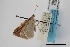  (Opisthoxia cassandra - USNM ENT 02001397)  @11 [ ] Unspecified (default): All Rights Reserved  Unspecified Unspecified