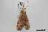  ( - USNM ENT 02001399)  @11 [ ] Unspecified (default): All Rights Reserved  Unspecified Unspecified