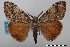  (Orgyia pseudotsugata benigna - USNM ENT 02004405)  @11 [ ] Unspecified (default): All Rights Reserved  Unspecified Unspecified