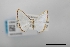  ( - USNM ENT 02004442)  @11 [ ] Unspecified (default): All Rights Reserved  Unspecified Unspecified