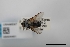  (Blepharipa schineri - USNM ENT 02004451)  @11 [ ] Unspecified (default): All Rights Reserved  Unspecified Unspecified