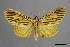  (Asota circularis - USNM ENT 02004460)  @11 [ ] Unspecified (default): All Rights Reserved  Unspecified Unspecified