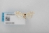  (Caulocera - USNM ENT 02004469)  @11 [ ] Unspecified (default): All Rights Reserved  Unspecified Unspecified