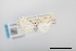  (Epiplema cretosa - USNM ENT 02004477)  @11 [ ] Unspecified (default): All Rights Reserved  Unspecified Unspecified