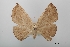  (Dicetia - USNM ENT 02004500)  @11 [ ] Unspecified (default): All Rights Reserved  Unspecified Unspecified