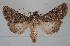  (Copitarsia - USNM ENT 00142293)  @15 [ ] CreativeCommons - Attribution Non-Commercial Share-Alike (2013) Michael Pogue National Museum of Natural History, Smithsonian Institution