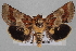  (Schinia tuberculum - USNM ENT 00148203)  @14 [ ] CreativeCommons - Attribution Non-Commercial Share-Alike (2013) Michael Pogue National Museum of Natural History, Smithsonian Institution
