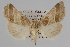  ( - USNM ENT 00148369)  @12 [ ] CreativeCommons - Attribution Non-Commercial Share-Alike (2013) Michael Pogue National Museum of Natural History, Smithsonian Institution