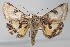  ( - USNM ENT 00148736)  @14 [ ] CreativeCommons - Attribution Non-Commercial Share-Alike (2013) Michael Pogue National Museum of Natural History, Smithsonian Institution