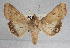  ( - USNM ENT 00148749)  @14 [ ] CreativeCommons - Attribution Non-Commercial Share-Alike (2013) Michael Pogue National Museum of Natural History, Smithsonian Institution
