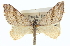  (Lithostege rotundata - CCDB-20272-A07)  @15 [ ] CreativeCommons - Attribution (2013) CBG Photography Group Centre for Biodiversity Genomics