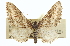  (Lithostege elegans - CCDB-20272-B01)  @11 [ ] CreativeCommons - Attribution (2013) CBG Photography Group Centre for Biodiversity Genomics