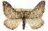  ( - CCDB-20272-B07)  @11 [ ] CreativeCommons - Attribution (2013) CBG Photography Group Centre for Biodiversity Genomics