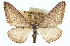  ( - CCDB-20272-B09)  @11 [ ] CreativeCommons - Attribution (2013) CBG Photography Group Centre for Biodiversity Genomics
