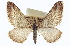  ( - CCDB-20272-B10)  @11 [ ] CreativeCommons - Attribution (2013) CBG Photography Group Centre for Biodiversity Genomics