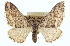  ( - CCDB-20272-B11)  @11 [ ] CreativeCommons - Attribution (2013) CBG Photography Group Centre for Biodiversity Genomics