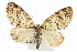  ( - CCDB-20272-C10)  @14 [ ] CreativeCommons - Attribution (2013) CBG Photography Group Centre for Biodiversity Genomics