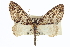  ( - CCDB-20272-C12)  @11 [ ] CreativeCommons - Attribution (2013) CBG Photography Group Centre for Biodiversity Genomics