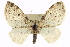  ( - CCDB-20272-D05)  @15 [ ] CreativeCommons - Attribution (2013) CBG Photography Group Centre for Biodiversity Genomics