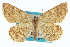  (Speranza exonerata - CCDB-20272-H10)  @11 [ ] CreativeCommons - Attribution (2013) CBG Photography Group Centre for Biodiversity Genomics