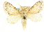  ( - CCDB-19575-B01)  @11 [ ] CreativeCommons - Attribution (2012) CBG Photography Group Centre for Biodiversity Genomics