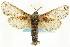  ( - CCDB-19575-D08)  @15 [ ] CreativeCommons - Attribution (2012) CBG Photography Group Centre for Biodiversity Genomics