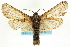  (Inguromorpha - CCDB-19575-D09)  @15 [ ] CreativeCommons - Attribution (2012) CBG Photography Group Centre for Biodiversity Genomics