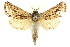 ( - CCDB-19575-F06)  @11 [ ] CreativeCommons - Attribution (2012) CBG Photography Group Centre for Biodiversity Genomics