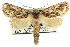  (Hypopta - CCDB-19575-G07)  @15 [ ] CreativeCommons - Attribution (2012) CBG Photography Group Centre for Biodiversity Genomics