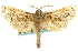  ( - CCDB-19575-G09)  @11 [ ] CreativeCommons - Attribution (2012) CBG Photography Group Centre for Biodiversity Genomics