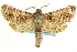  ( - CCDB-19575-G10)  @11 [ ] CreativeCommons - Attribution (2012) CBG Photography Group Centre for Biodiversity Genomics