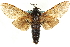  ( - CCDB-19575-H07)  @14 [ ] CreativeCommons - Attribution (2012) CBG Photography Group Centre for Biodiversity Genomics